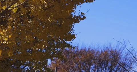 A yellow tall gingko tree at the public park in Tokyo in autumn Stock Footage 303736941