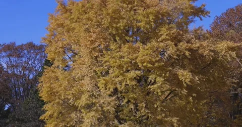 A yellow tall gingko tree at the public park in Tokyo in autumn zoom in Stock Footage 303736977