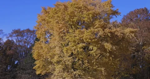A yellow tall gingko tree at the public park in Tokyo in autumn zoom out Stock Footage 303737019