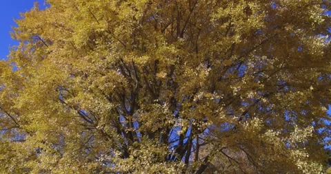 A yellow tall gingko tree at the public park in Tokyo in autumn tilt up Stock Footage 303737028