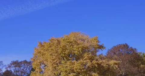 A yellow tall gingko tree at the public park in Tokyo in autumn zoom out Stock Footage 303737043