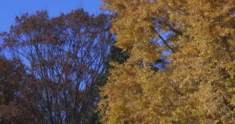 A yellow tall gingko tree at the public park in Tokyo in autumn tilt down Stock Footage 303737069