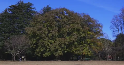 A yellow tall gingko tree at the public park in Tokyo in autumn Stock Footage 303737085