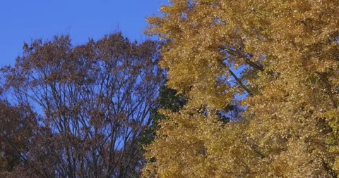 A yellow tall gingko tree at the public park in Tokyo in autumn tilt up Stock Footage 303737106