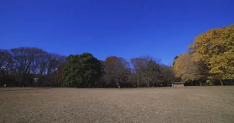 A yellow tall gingko tree at the public park in Tokyo in autumn wide shot Stock Footage 303737110