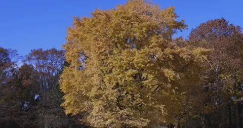 A yellow tall gingko tree at the public park in Tokyo in autumn zoom in Stock Footage 303737177