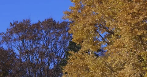 A yellow tall gingko tree at the public park in Tokyo in autumn tilt down Stock Footage 303737187