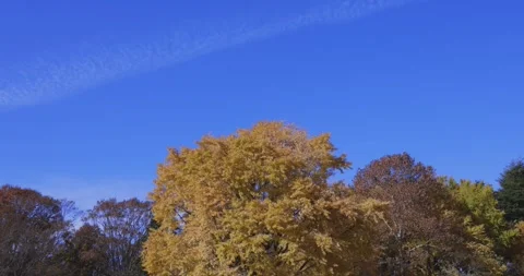 A yellow tall gingko tree at the public park in Tokyo in autumn zoom in Stock Footage 303737213