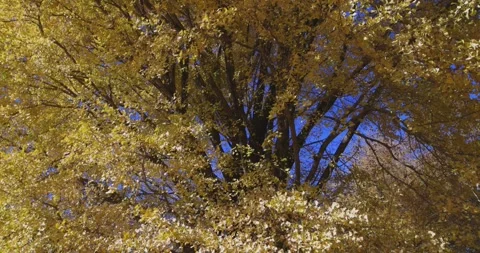 A yellow tall gingko tree at the public park in Tokyo in autumn tilt up Stock Footage 303737228