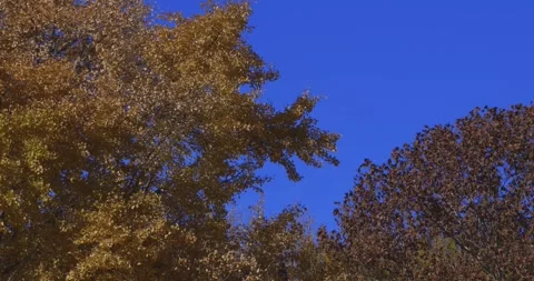 A yellow tall gingko tree at the public park in Tokyo in autumn Stock Footage 303737241