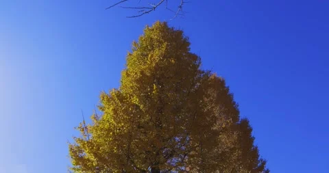Yellow tall gingko trees at the public park in Tokyo in autumn low angle Stock Footage 303735834