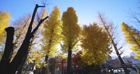 Yellow tall gingko trees at the public park in Tokyo in autumn low angle tilt up Stock Footage 303736533
