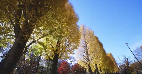 Yellow tall gingko trees at the public park in Tokyo in autumn low angle Stock Footage 303736648