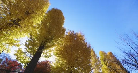 Yellow tall gingko trees at the public park in Tokyo in autumn low angle tilt Stock Footage 303736676