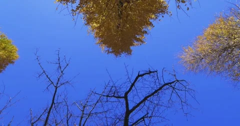 Yellow tall gingko trees at the public park in Tokyo in autumn low angle Stock Footage 303736790