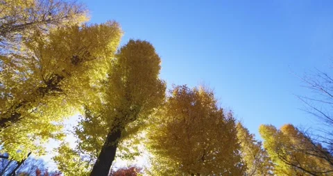 Yellow tall gingko trees at the public park in Tokyo in autumn low angle Stock Footage 303736814