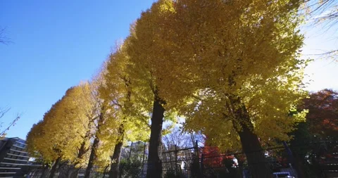 Yellow tall gingko trees at the public park in Tokyo in autumn low angle Stock Footage 303736865