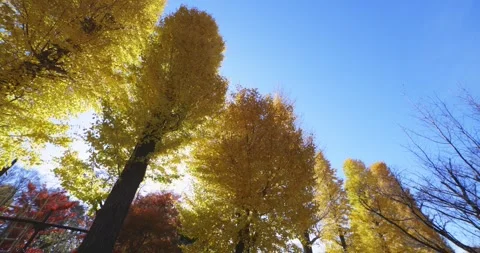 Yellow tall gingko trees at the public park in Tokyo in autumn low angle tilt up Stock Footage 303736910