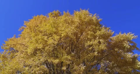 Yellow tall gingko trees at the public park in Tokyo in autumn low angle Stock Footage 303736967
