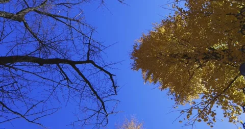 Yellow tall gingko trees at the public park in Tokyo in autumn low angle Stock Footage 303736990