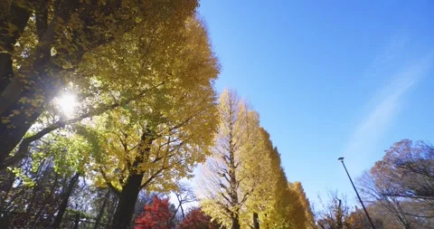 Yellow tall gingko trees at the public park in Tokyo in autumn low angle tilt Stock Footage 303737005