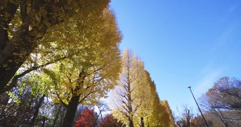 Yellow tall gingko trees at the public park in Tokyo in autumn low angle Stock Footage 303737157