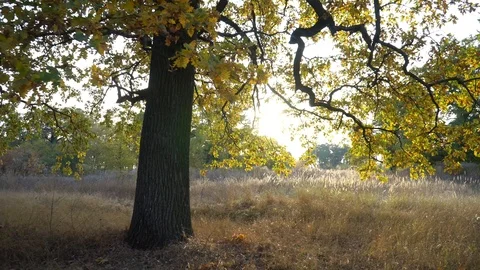 Yellow tall oak trees st sunny autumn day. Pov gimbal stabilized view. Stock Footage 117933880
