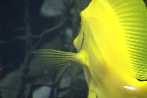 Yellow Tang Stock-Footage 964829
