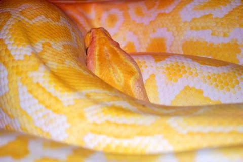 Yellow Tangled Snake Pattern Stock Photos