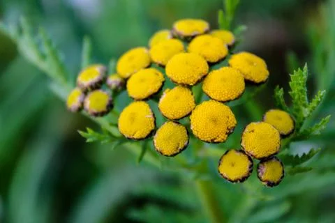 Yellow tansy flowers on the bright green background Stock Photos