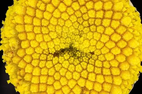 Yellow Tansy - Tanacetum vulgare - flower under microscope, image width 9m... Stock Photos