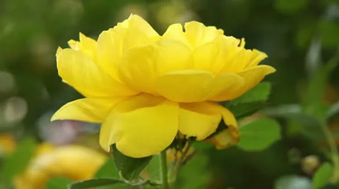 Yellow tea rose Video stock 23736739