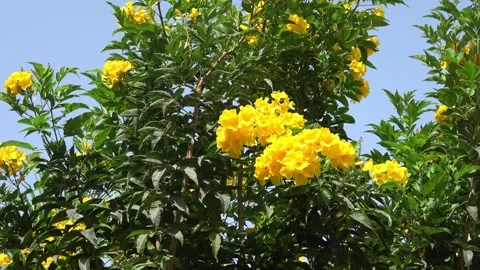 Yellow tecoma stans blooming at summer Stock-Footage 274874164