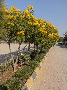 Yellow Tecoma Trees on Paved Sidewalk Фото