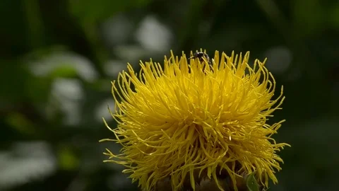 Yellow Terry flower Stock Footage 77728565