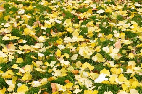 Yellow texture of fallen leaves Stock Photos