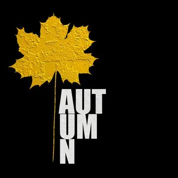 Yellow texture maple leaf on a black background, autumn design concept 库存照片