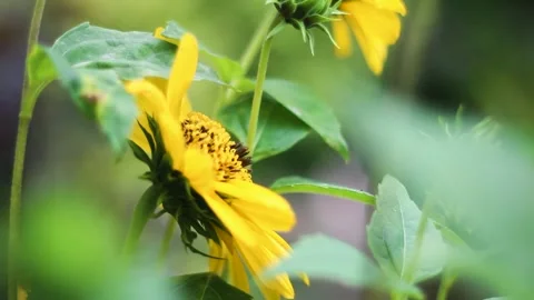 Yellow thin-leaved sunflower and bees pollinating. Stock Footage 255083199