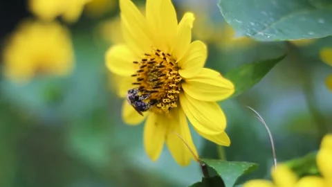 Yellow thin-leaved sunflower and bees pollinating. Stock Footage 255083243