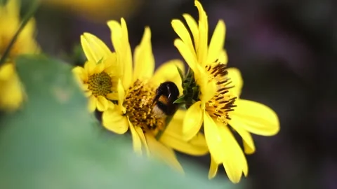 Yellow thin-leaved sunflower and bees pollinating. Stock Footage 255083245