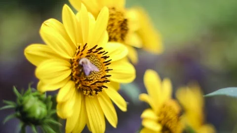 Yellow thin-leaved sunflower and bees pollinating. Stock Footage 255083249