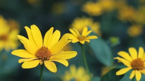 Yellow thin-leaved sunflower and bees pollinating. Stock Footage 255083267