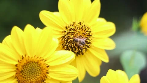 Yellow thin-leaved sunflower and bees pollinating. Stock Footage 255083268