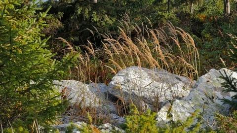 Yellow thin spikelets among the stones in the forest. Zigalga ridge. Video stock 108609642