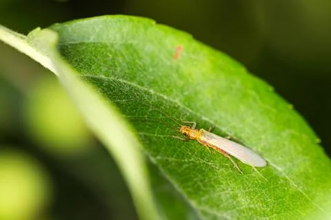 Yellow thin winged bug rests on a green leaf Stock Photos