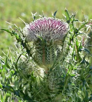 Yellow thistle in bloom. Foto stock