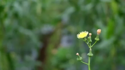 Yellow thistle Sonchus asper sways in the wind Stock Footage 299392379