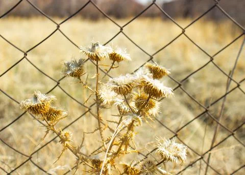 The yellow thorns on wired background Photos