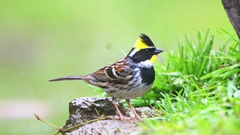 Yellow throated bunting perched Stock Footage 335662071