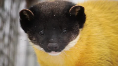 Yellow-Throated Marten in Captivity with Subtle Motion Stock Footage 300425990
